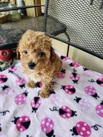 Zoey, a female Maltipoo for sale in Sumrall, MS – 1 of 1