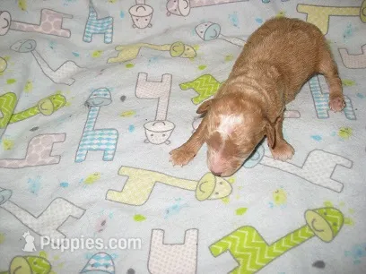 Blaze2 – Maltipoo puppy for sale in Sumrall, MS
