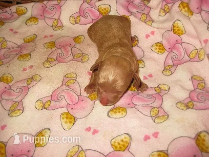 Hazel2 – Maltipoo puppy for sale in Sumrall, MS