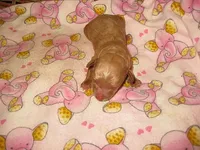 Hazel2, a female Maltipoo for sale in Sumrall, MS – 1 of 1