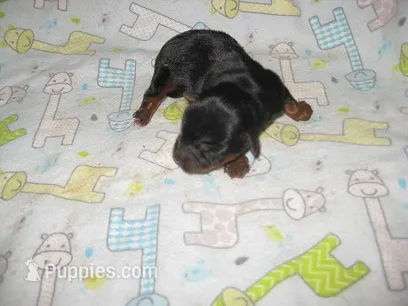 Archie3 – Yorkshire Terrier puppy for sale in Sumrall, MS