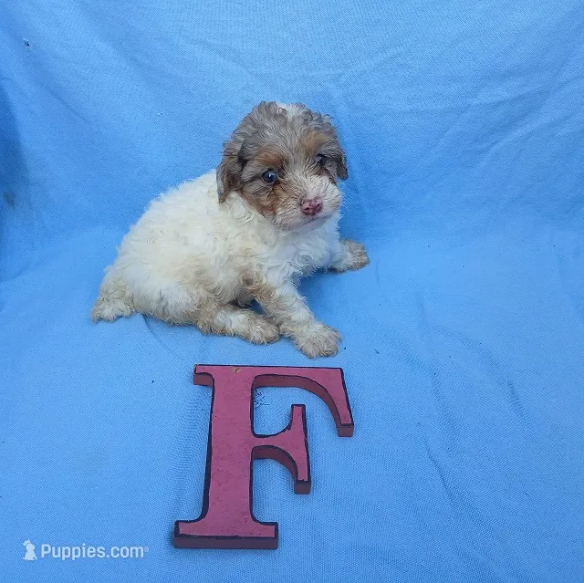 Coco4 – Poodle - Toy  puppy for sale in Sumrall, MS