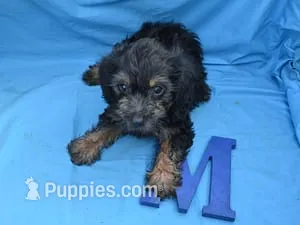 Randy – Yorkipoo puppy for sale in Sumrall, MS