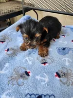 Archie3, a male Yorkshire Terrier for sale in Sumrall, MS – 3 of 7