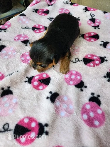 Monica2 – Yorkshire Terrier puppy for sale in Sumrall, MS