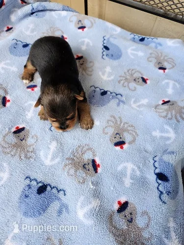 Kai – Yorkshire Terrier puppy for sale in Sumrall, MS