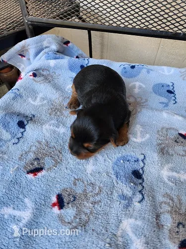 Buddy – Yorkshire Terrier puppy for sale in Sumrall, MS