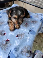 Archie, a male Yorkshire Terrier for sale in Sumrall, MS – 2 of 7