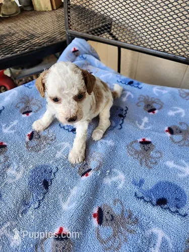 Gibbs2 – Maltipoo puppy for sale in Sumrall, MS