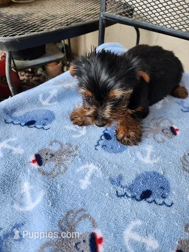 Archie3 – Yorkshire Terrier puppy for sale in Sumrall, MS