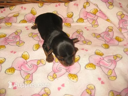 Molly – Yorkshire Terrier puppy for sale in Sumrall, MS