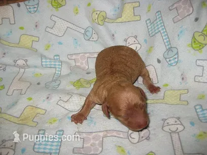 Blaze – Maltipoo puppy for sale in Sumrall, MS