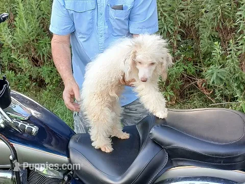 Cody – Poodle - Toy  puppy for sale in Sumrall, MS