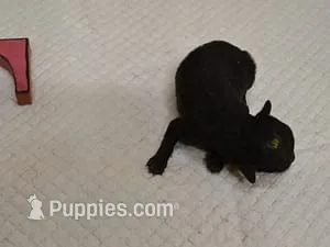 Shirley – Maltipoo puppy for sale in Sumrall, MS