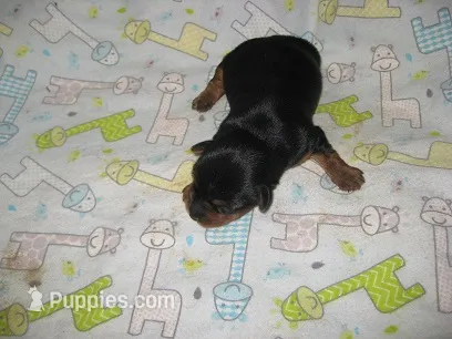 Archie – Yorkshire Terrier puppy for sale in Sumrall, MS