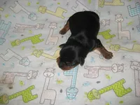 Archie, a male Yorkshire Terrier for sale in Sumrall, MS – 1 of 1