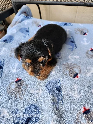 Archie – Yorkshire Terrier puppy for sale in Sumrall, MS