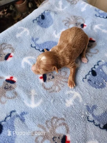 Gibbs – Maltipoo puppy for sale in Sumrall, MS