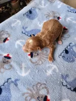 Gibbs, a male Maltipoo for sale in Sumrall, MS – 1 of 1