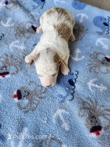 Gibbs2 – Maltipoo puppy for sale in Sumrall, MS