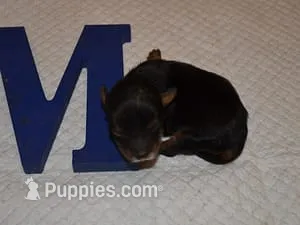 Glen – Maltipoo puppy for sale in Sumrall, MS