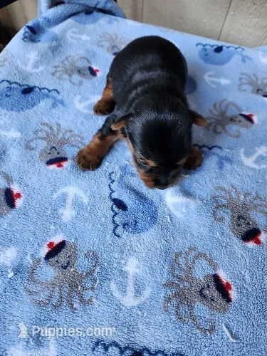Archie3 – Yorkshire Terrier puppy for sale in Sumrall, MS