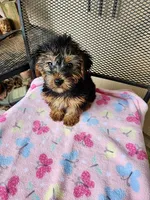 Patty, a female Yorkshire Terrier for sale in Sumrall, MS – 2 of 2