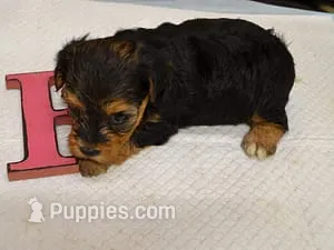 Rachel2 – Yorkipoo puppy for sale in Sumrall, MS