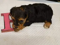 Rachel2, a female Yorkipoo for sale in Sumrall, MS – 1 of 1