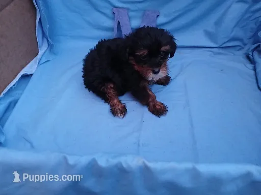 Glen – Maltipoo puppy for sale in Sumrall, MS