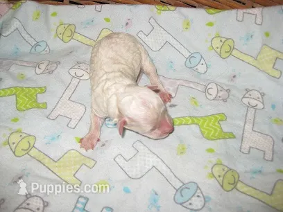 Gabe2 – Maltipoo puppy for sale in Sumrall, MS