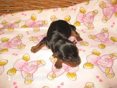 Savannah – Yorkshire Terrier puppy for sale in Sumrall, MS