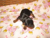 Savannah, a female Yorkshire Terrier for sale in Sumrall, MS – 1 of 1
