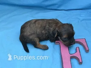 Shirley – Maltipoo puppy for sale in Sumrall, MS