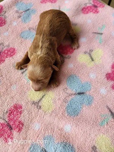 Lola – Maltipoo puppy for sale in Sumrall, MS