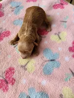 Lola, a female Maltipoo for sale in Sumrall, MS – 1 of 1