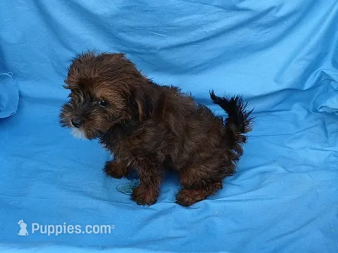 Shirley – Maltipoo puppy for sale in Sumrall, MS