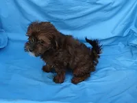 Shirley, a female Maltipoo for sale in Sumrall, MS – 1 of 5
