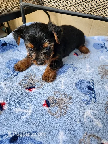 Archie3 – Yorkshire Terrier puppy for sale in Sumrall, MS