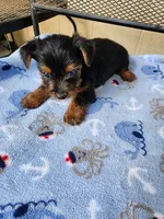 Archie3, a male Yorkshire Terrier for sale in Sumrall, MS – 4 of 7