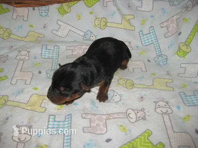 Archie2 – Yorkshire Terrier puppy for sale in Sumrall, MS