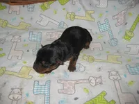 Archie2, a male Yorkshire Terrier for sale in Sumrall, MS – 1 of 1