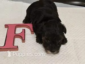 Rachel – Yorkipoo puppy for sale in Sumrall, MS