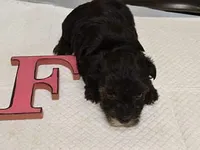 Rachel, a female Yorkipoo for sale in Sumrall, MS – 1 of 1