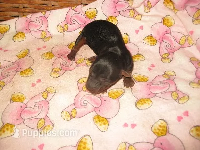 Samantha2 – Yorkshire Terrier puppy for sale in Sumrall, MS