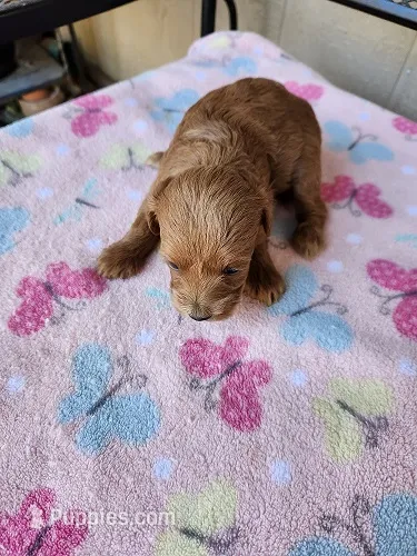 Lola, a female Maltipoo for sale in Sumrall, MS – 1 of 1