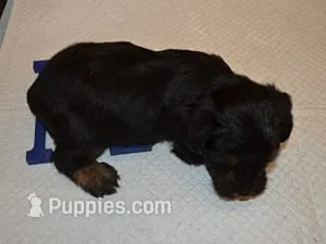 Randy – Yorkipoo puppy for sale in Sumrall, MS
