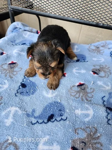 Kai – Yorkshire Terrier puppy for sale in Sumrall, MS