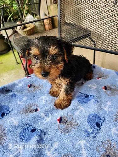 Archie – Yorkshire Terrier puppy for sale in Sumrall, MS