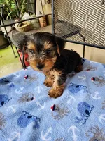 Archie, a male Yorkshire Terrier for sale in Sumrall, MS – 1 of 2